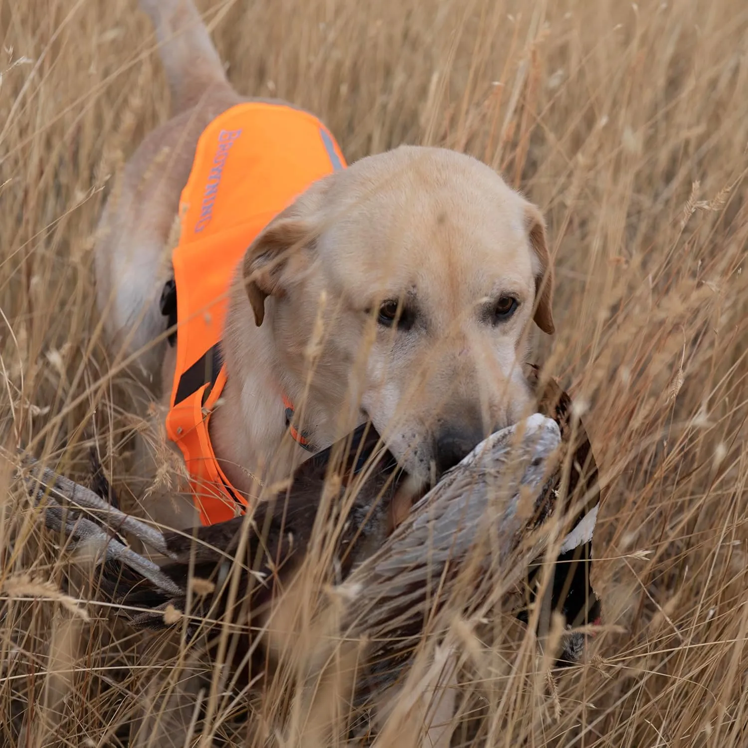 Browning Pet Vests, Hi Vis Safety Vests for Dogs, Safety Orange, Large, Adjustable Coverage