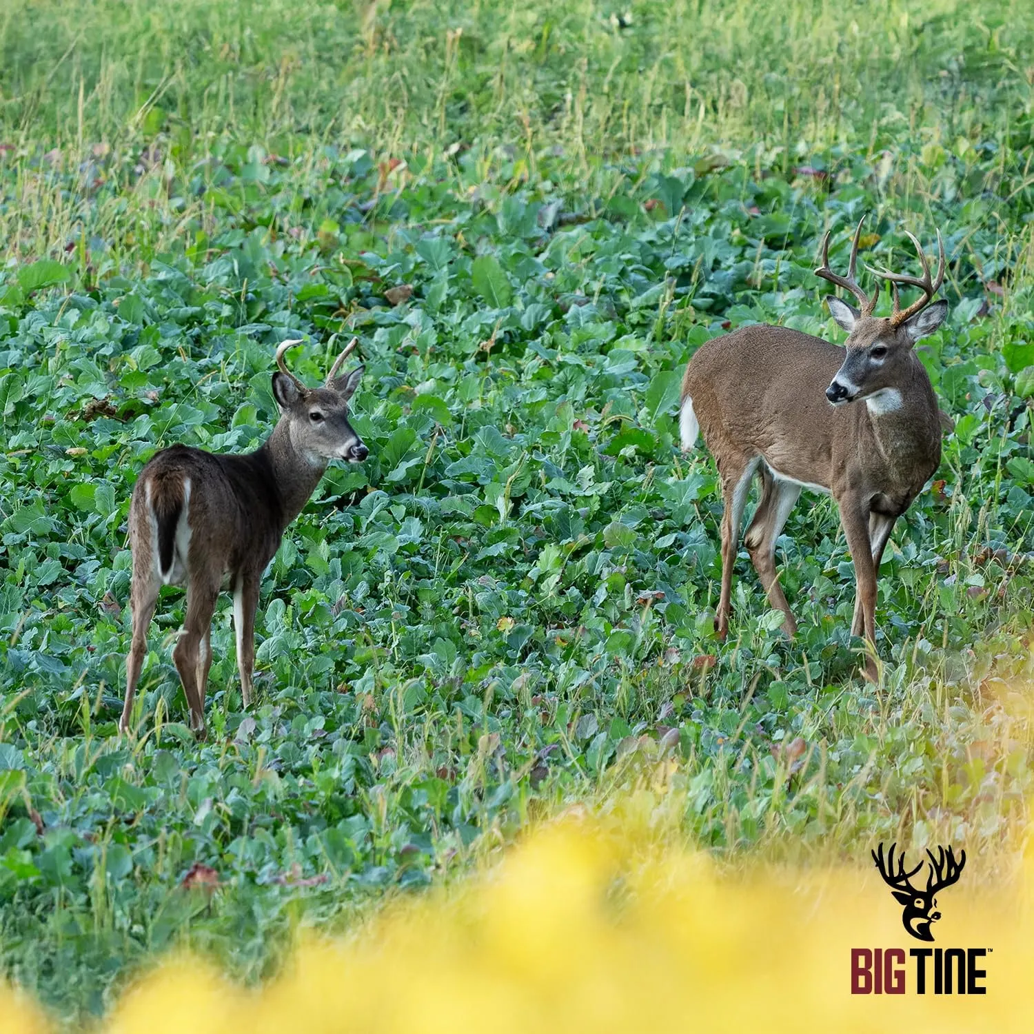 Food Plot Mix, Lock Down, 8.5lbs Bag