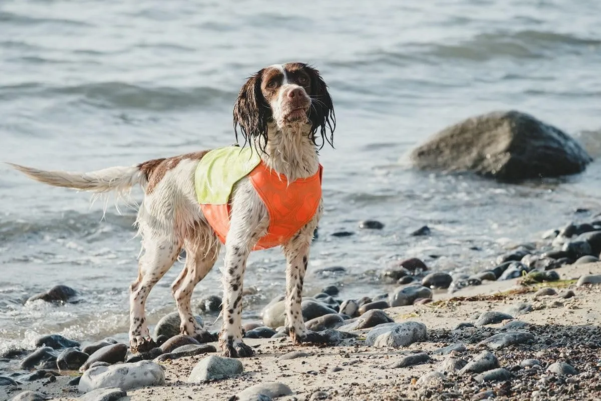 Hurtta Ranger Vest, Hunting/Sportsman Dog Vest, Orange, XXL