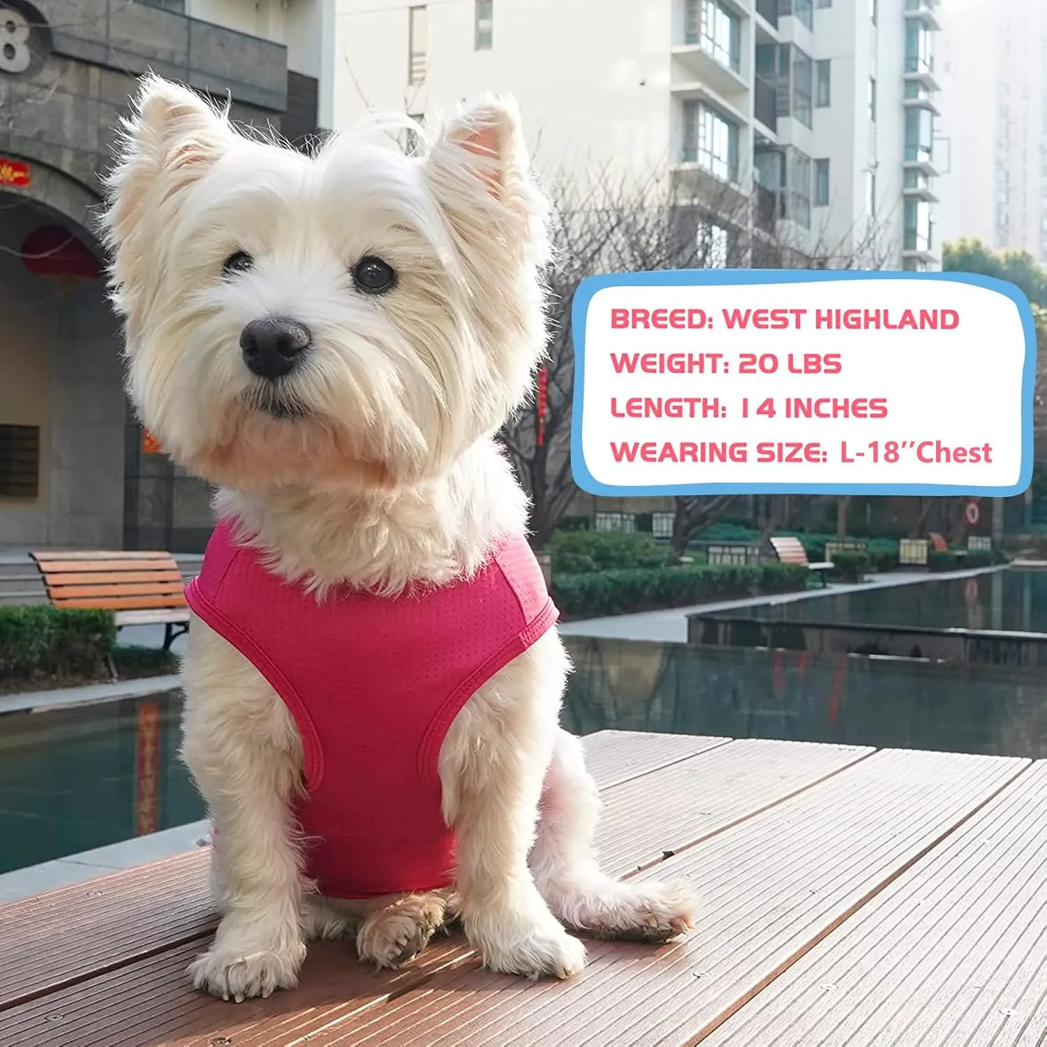 KYEESE 2 Pack Dog Shirt for Small Dogs Quick Dry Lightweight Dog T-Shirts with Reflective Label Tank Top Sleeveless Vest Cat Shirts for Summer UV Protection Strawberry Pattern, Small, Strawberry Rose