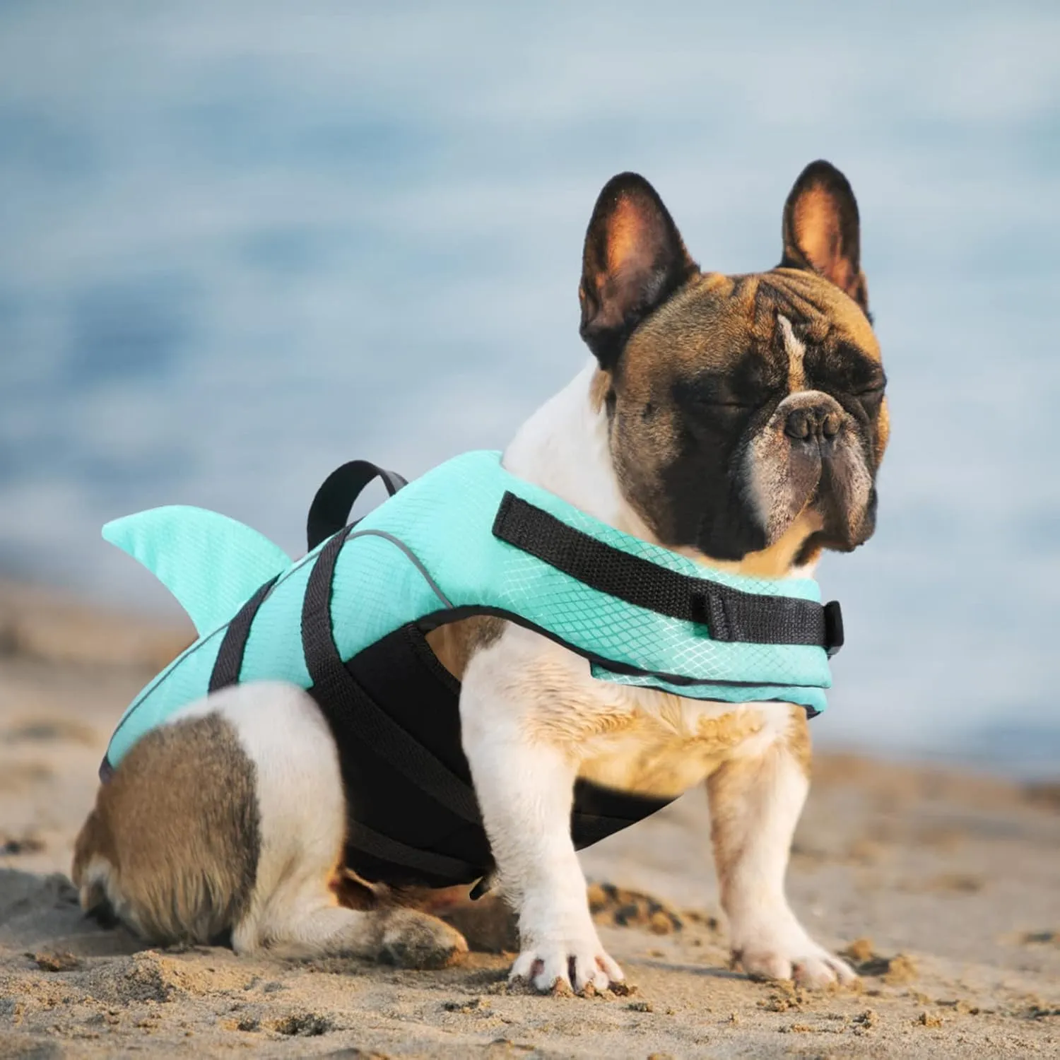 Queenmore Puppy Shark Life Jacket - Dog Life Preserver for Swimming, Boating & Kayaking, High Buoyancy with Strong Rescue Handle & Reflective Light (Light Blue, L)