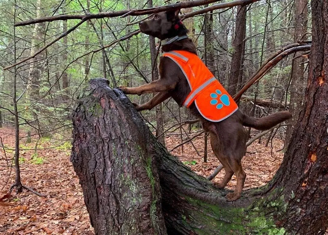 Reflective Dog Vest. Hi-Visibility, Fluorescent Blaze Orange Dog Vest Helps Protect Your Best Friend. Safeguard Your PUP from Motorists & Hunting Accidents, On or Off Leash. (Med)