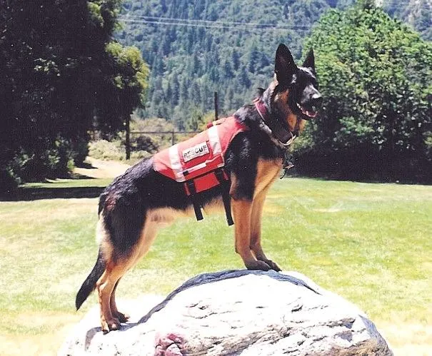 Search & Rescue / Service Dog Vest Modified