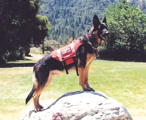 Search & Rescue / Service Dog Vest Modified